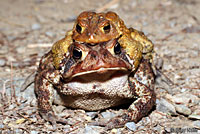 american toads