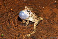 houston toad