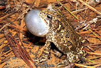Houston Toad
