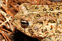 Houston Toad