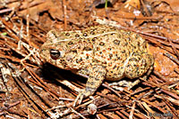 Houston Toad