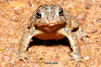 Houston Toad