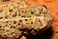 Houston Toad