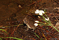 Houston Toad