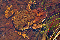 Houston Toad