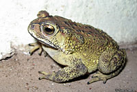 Common Indian Toad