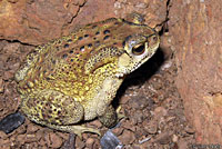 Common Indian Toad