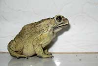 Common Indian Toad