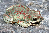 Red-spotted Toad