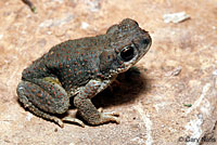 Red-spotted Toad