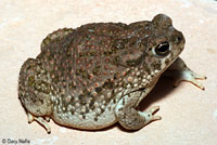 Toad