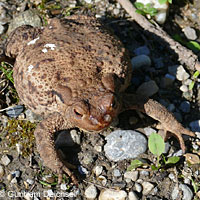Eastern American Toad