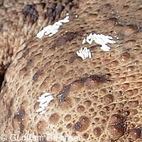 Eastern American Toad