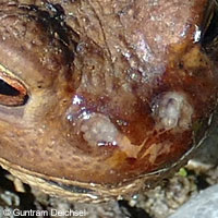 Eastern American Toad