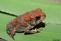 East Texas Toad