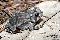 East Texas Toad