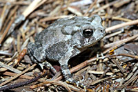 East Texas Toad