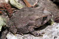 east texas toad