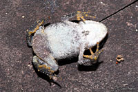 East Texas Toad