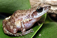 Rio Grande Chirping Frog