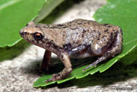 great plains narrow-mouthed toad