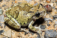 Gray Treefrog