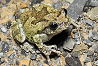 Gray Treefrog