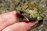 Gray Treefrog