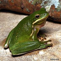 Green Treefrog