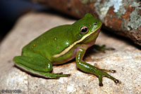 green treefrog