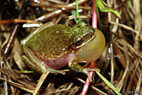 Squirrel Treefrog