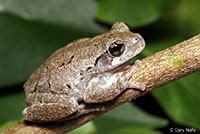 gray treefrog