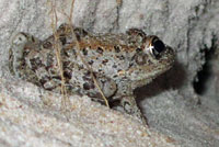 Eastern American Toad