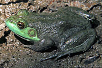 American Bullfrog