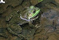 American Bullfrog