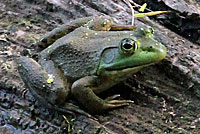 American Bullfrog
