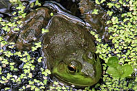 American Bullfrog