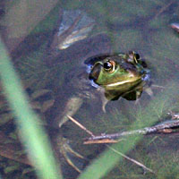 Pig Frog