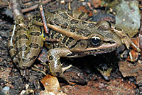 Pickerel Frog