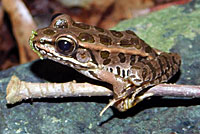 Pickerel Frog