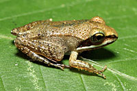 Eastern American Toad