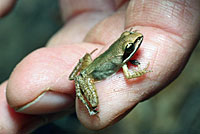 Eastern American Toad