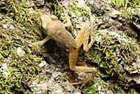 Eastern American Toad