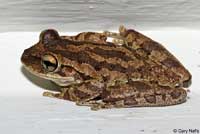 cuban treefrog