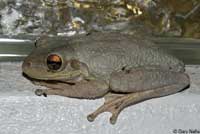 Cuban Treefrog