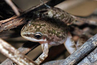 Spotted Chorus Frog