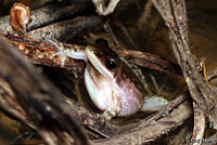 Spotted Chorus Frog