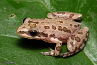 Spotted Chorus Frog