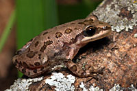 Spotted Chorus Frog