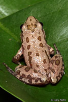 Spotted Chorus Frog